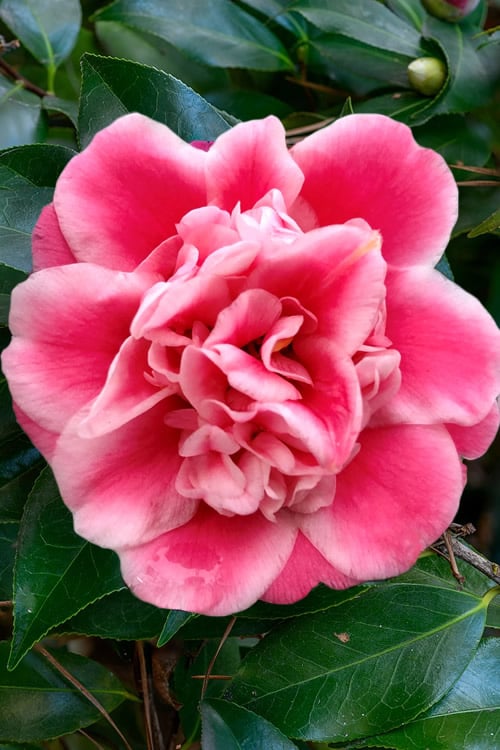  Tama Bambino Camellia Japonica - 1 Gallon Pot