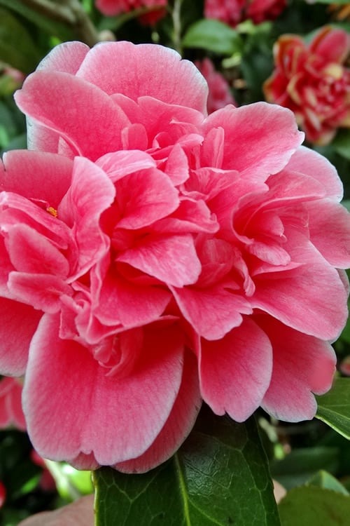  Tama Bambino Camellia Japonica - 1 Gallon Pot