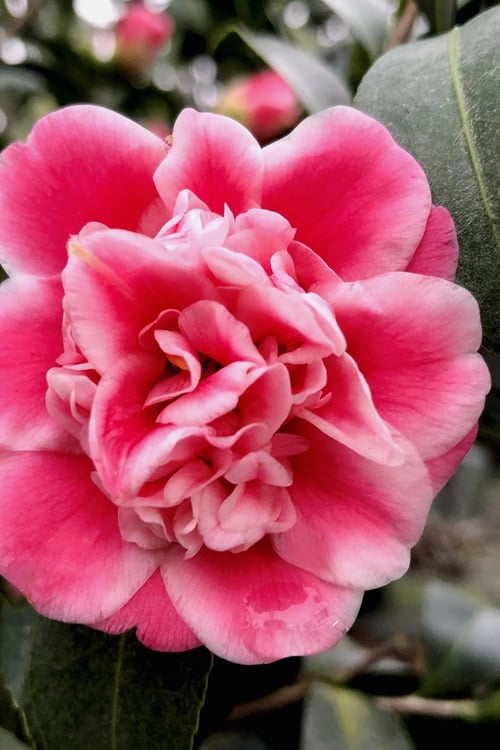  Tama Bambino Camellia Japonica - 1 Gallon Pot