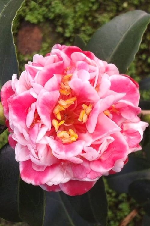  Tama Bambino Camellia Japonica - 1 Gallon Pot