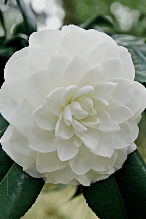  White By The Gate Camellia Japonica - 6 Pack Of 1 Gallon Pot