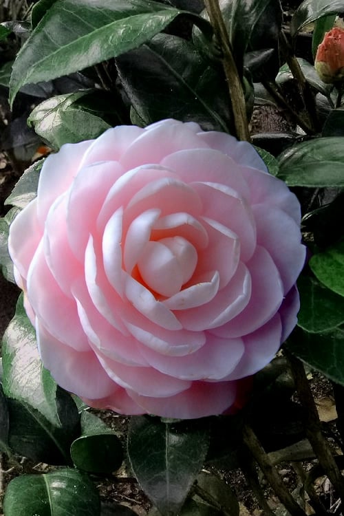  Winter's Rose Cold Hardy Dwarf Camellia - 3 Gallon Pot
