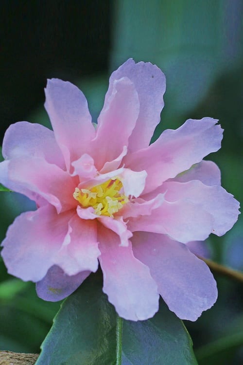  Winter's Toughie Cold Hardy Camellia - 1 Gallon Pot