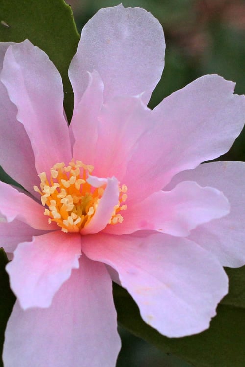  Winter's Toughie Cold Hardy Camellia - 1 Gallon Pot