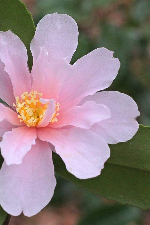  Winter's Toughie Cold Hardy Camellia - 1 Gallon Pot