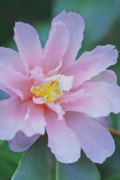  Winter's Toughie Cold Hardy Camellia - 1 Gallon Pot