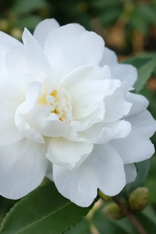  Winter's Waterlily Cold Hardy Camellia - 3 Gallon Pot