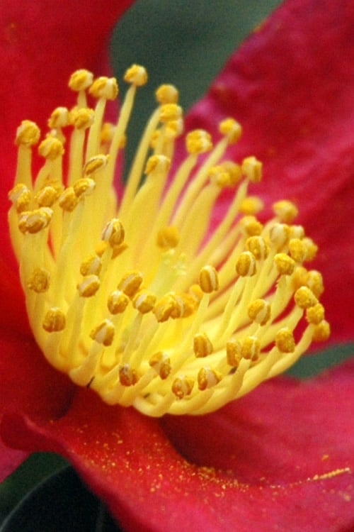  Yuletide Camellia Sasanqua - 2.5 Quart Pot
