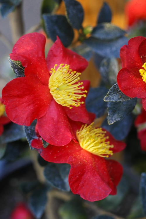  Yuletide Camellia Sasanqua - 2.5 Quart Pot