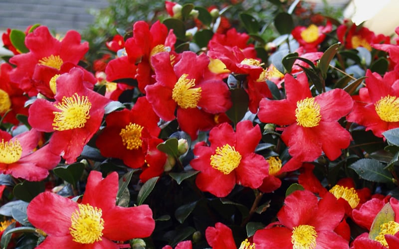  Yuletide Camellia Sasanqua - 2.5 Quart Pot