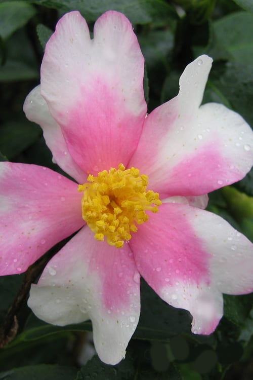  Yume Camellia Sasanqua - 3 Gallon Pot