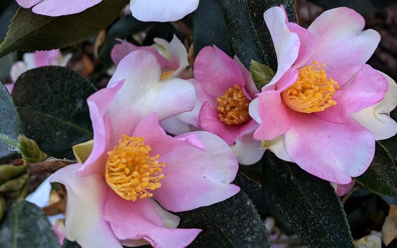  Yume Camellia Sasanqua - 3 Gallon Pot
