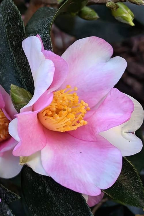  Yume Camellia Sasanqua - 3 Gallon Pot