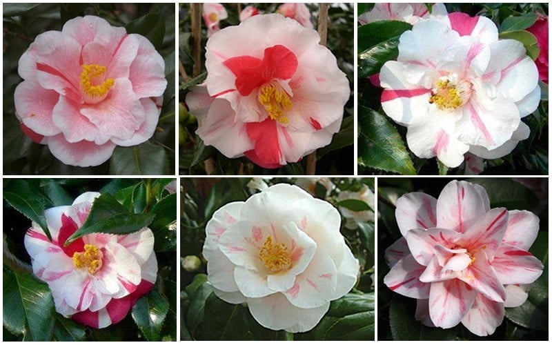  Lady Vansittart Multicolor Camellia Japonica - 1 Gallon Pot