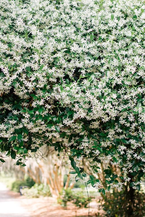  Madison Confederate Jasmine - 2 Gallon Pot