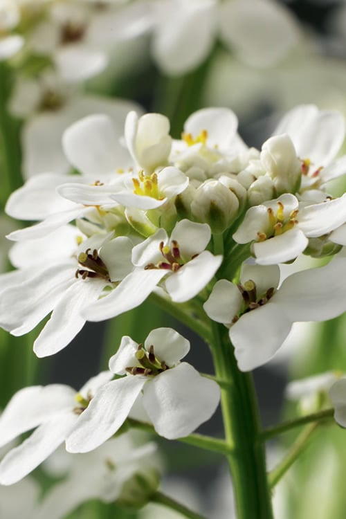  Tahoe Candytuft - Iberis Sempervirens - 10 Count Flat Of Quart Pots