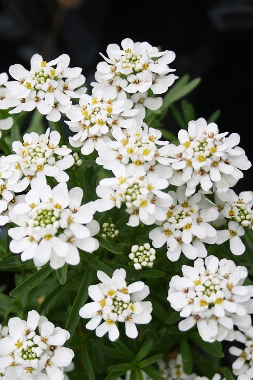  Tahoe Candytuft - Iberis Sempervirens - 10 Count Flat Of Quart Pots