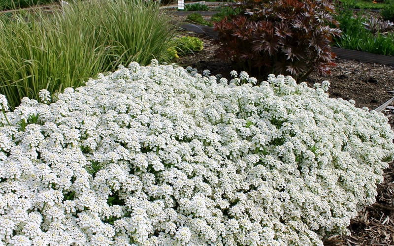  Tahoe Candytuft - Iberis Sempervirens - 10 Count Flat Of Quart Pots
