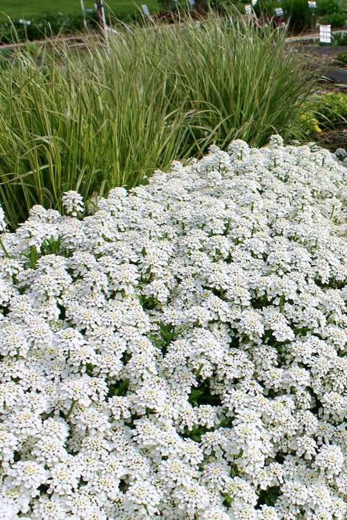  Tahoe Candytuft - Iberis Sempervirens - 10 Count Flat Of Quart Pots