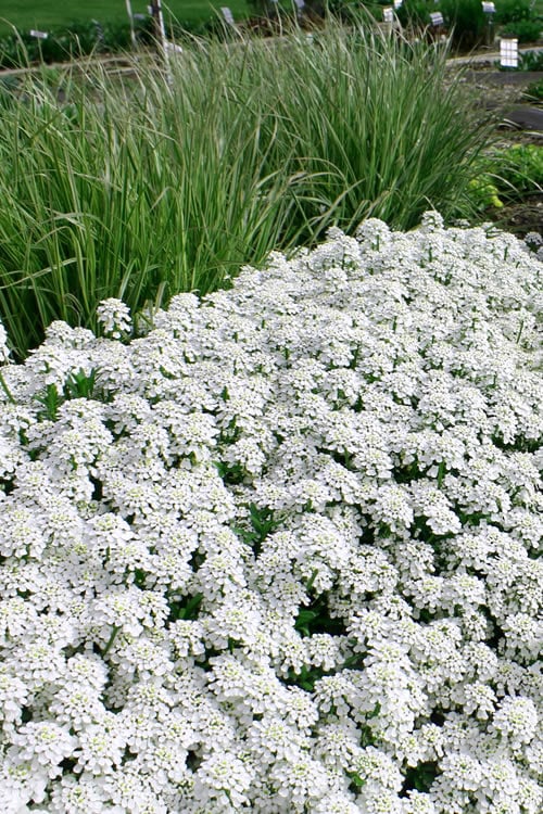  Tahoe Candytuft - Iberis Sempervirens - 10 Count Flat Of Quart Pots