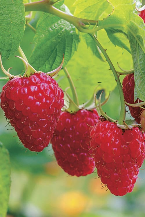 Caroline Raspberry - 2 Gallon Pot 