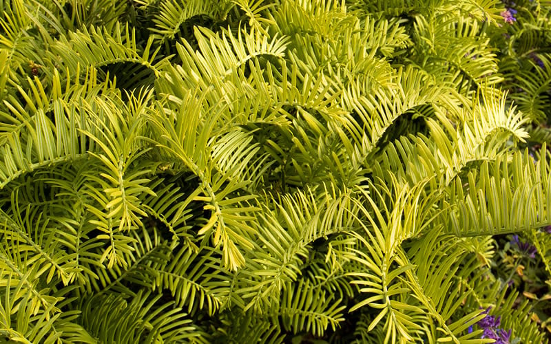  Golden Dragon Plum Yew (Cephalotaxus Harringtonia) - 3 Gallon Pot