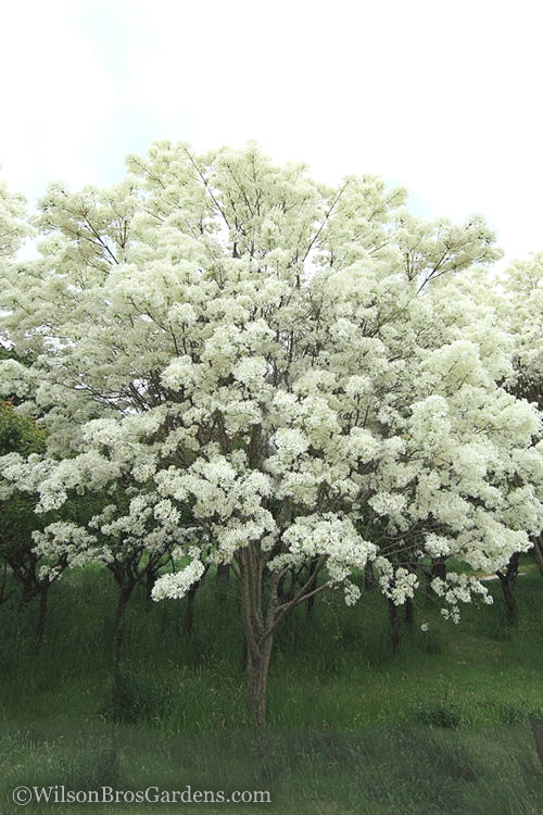  Chinese Fringe Tree - Chionanthus Retusus - 1 Gallon Pot