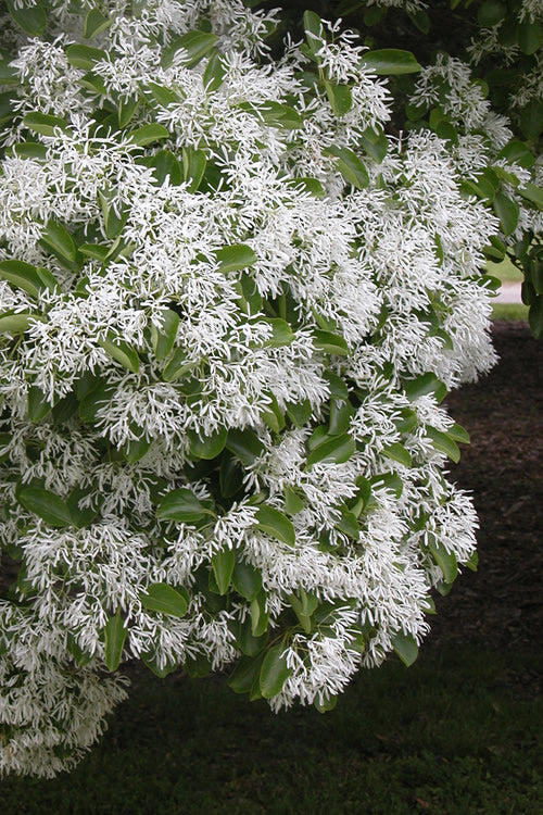  Chinese Fringe Tree - Chionanthus Retusus - 1 Gallon Pot