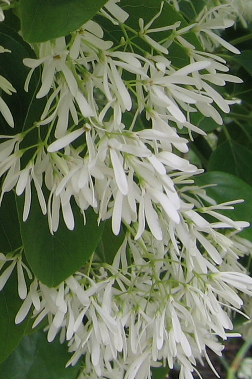  Chinese Fringe Tree - Chionanthus Retusus - 1 Gallon Pot