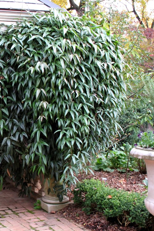  Snowdrift Evergreen Clematis Armandii - 2 Gallon Pot