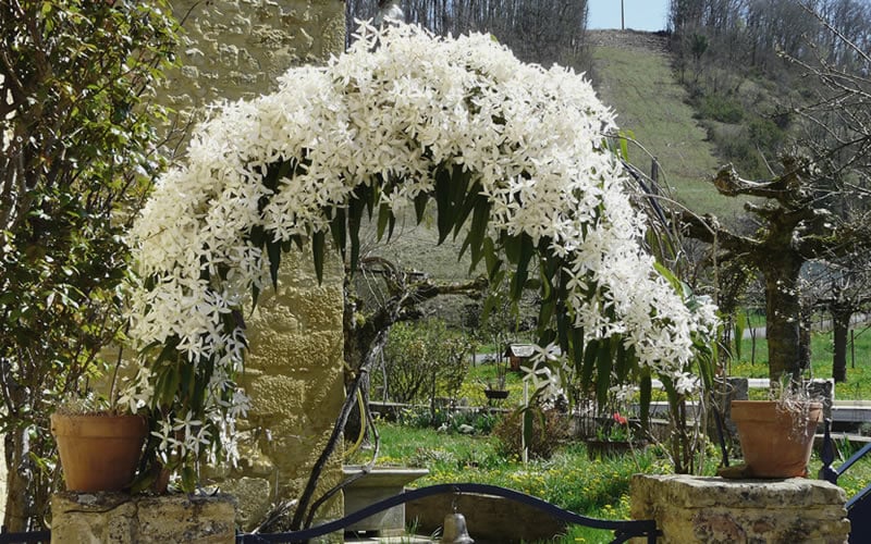  Snowdrift Evergreen Clematis Armandii - 2 Gallon Pot