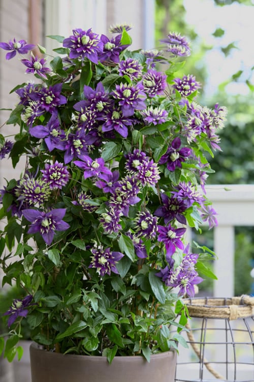  Taiga Clematis - 1 Gallon Pot