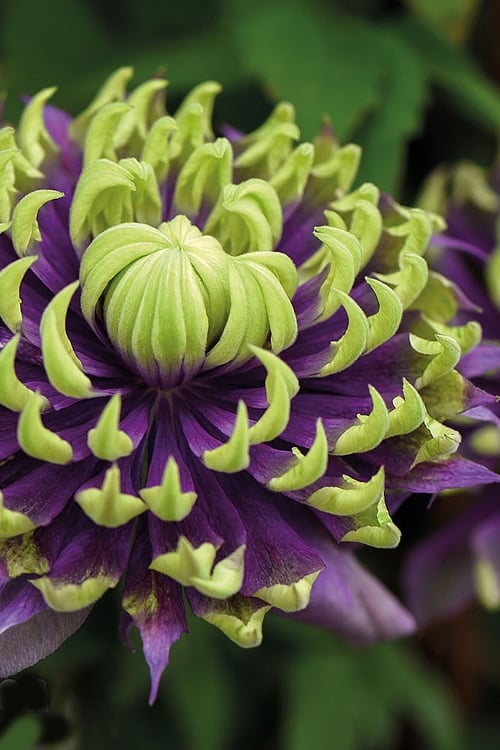  Taiga Clematis - 2 Gallon Pot