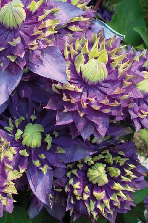  Taiga Clematis - 1 Gallon Pot