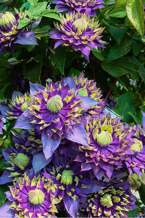  Taiga Clematis - 2 Gallon Pot