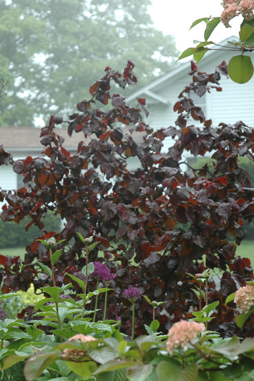  Red Dragon Contorted Filbert - Corylus Avellena - 3 Gallon Pot