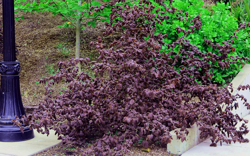  Red Dragon Contorted Filbert - Corylus Avellena - 3 Gallon Pot