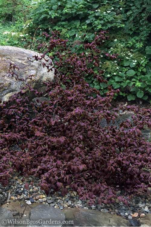  Red Dragon Contorted Filbert - Corylus Avellena - 1 Gallon Pot