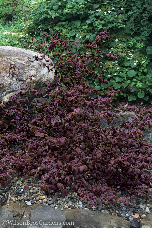  Red Dragon Contorted Filbert - Corylus Avellena - 3 Gallon Pot