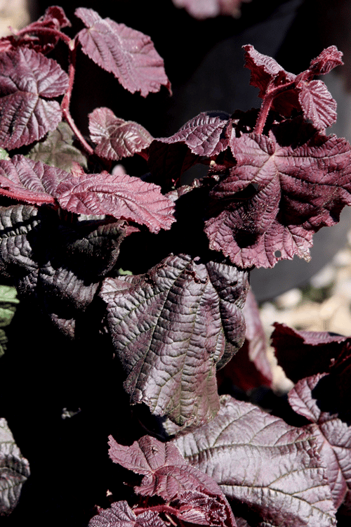  Red Dragon Contorted Filbert - Corylus Avellena - 1 Gallon Pot