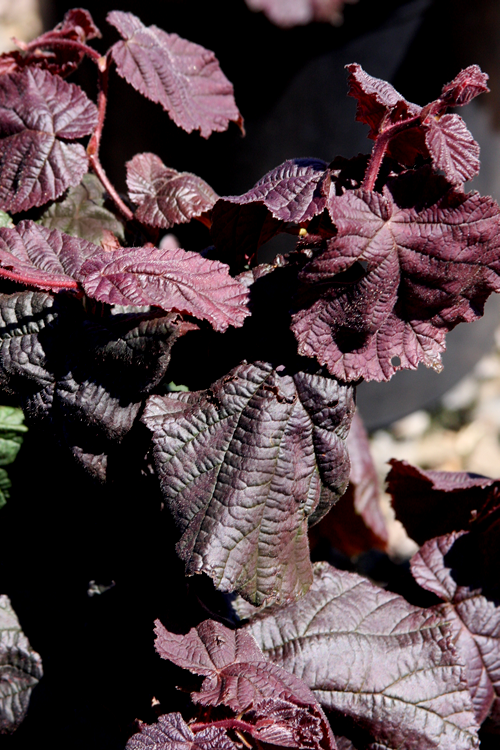  Red Dragon Contorted Filbert - Corylus Avellena - 3 Gallon Pot