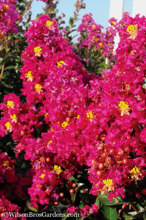  Berry Dazzle Dwarf Crape Myrtle - 2 Gallon Pot 