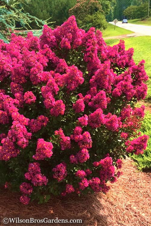  Berry Dazzle Dwarf Crape Myrtle - 2 Gallon Pot 