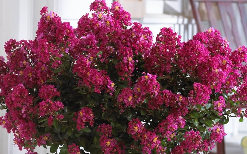  Berry Dazzle Dwarf Crape Myrtle - 2 Gallon Pot 
