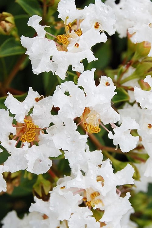  Diamond Dazzle Dwarf Crape Myrtle - 3 Gallon Pot