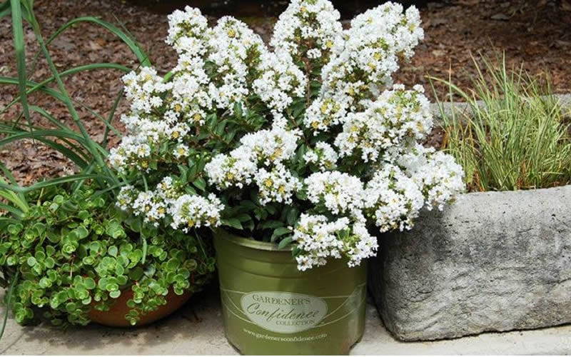  Diamond Dazzle Dwarf Crape Myrtle - 3 Gallon Pot