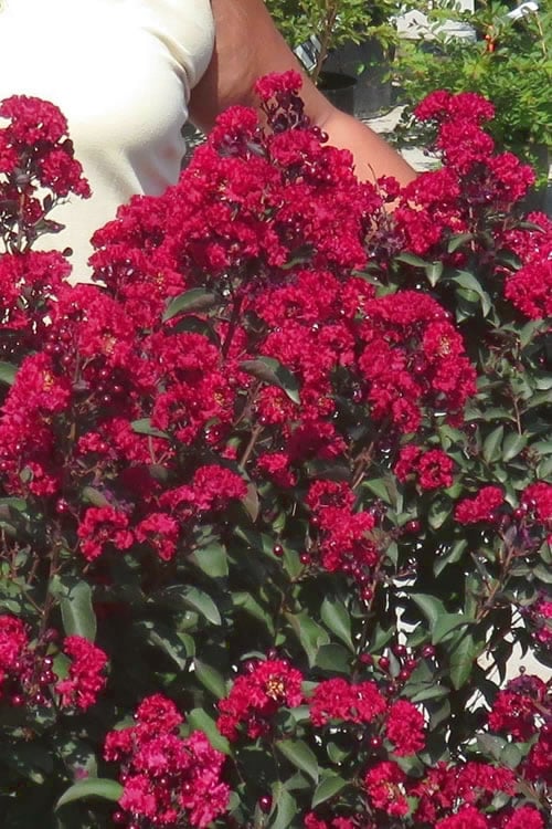  Double Dynamite Crape Myrtle Tree (Single Trunk Tree) - 7 Gallon Pot (5-6')