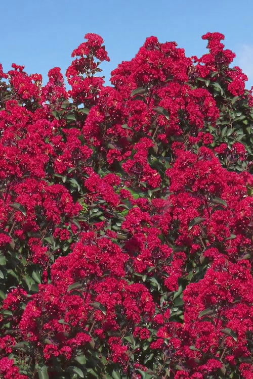  Double Dynamite Crape Myrtle Tree (Single Trunk Tree) - 7 Gallon Pot (5-6')