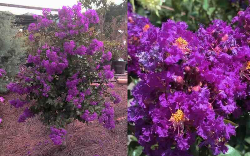  Purple Magic Crape Myrtle Tree (Multi Trunk) - 7 Gallon Pot