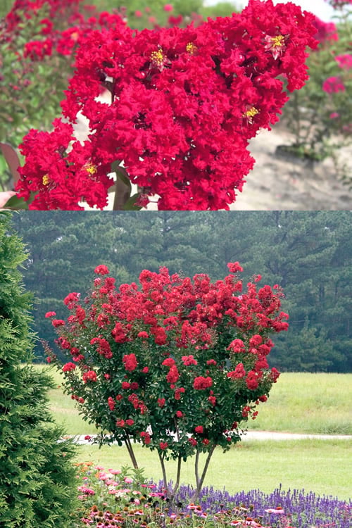  Red Rocket Crape Myrtle - 3 Gallon Pot (Single Trunk Tree) 